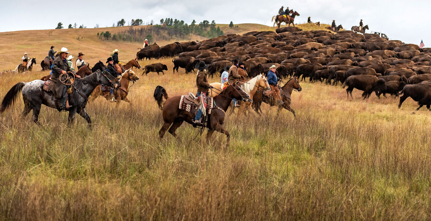 Buffalo Roundup im Custer State Park, South Dakota