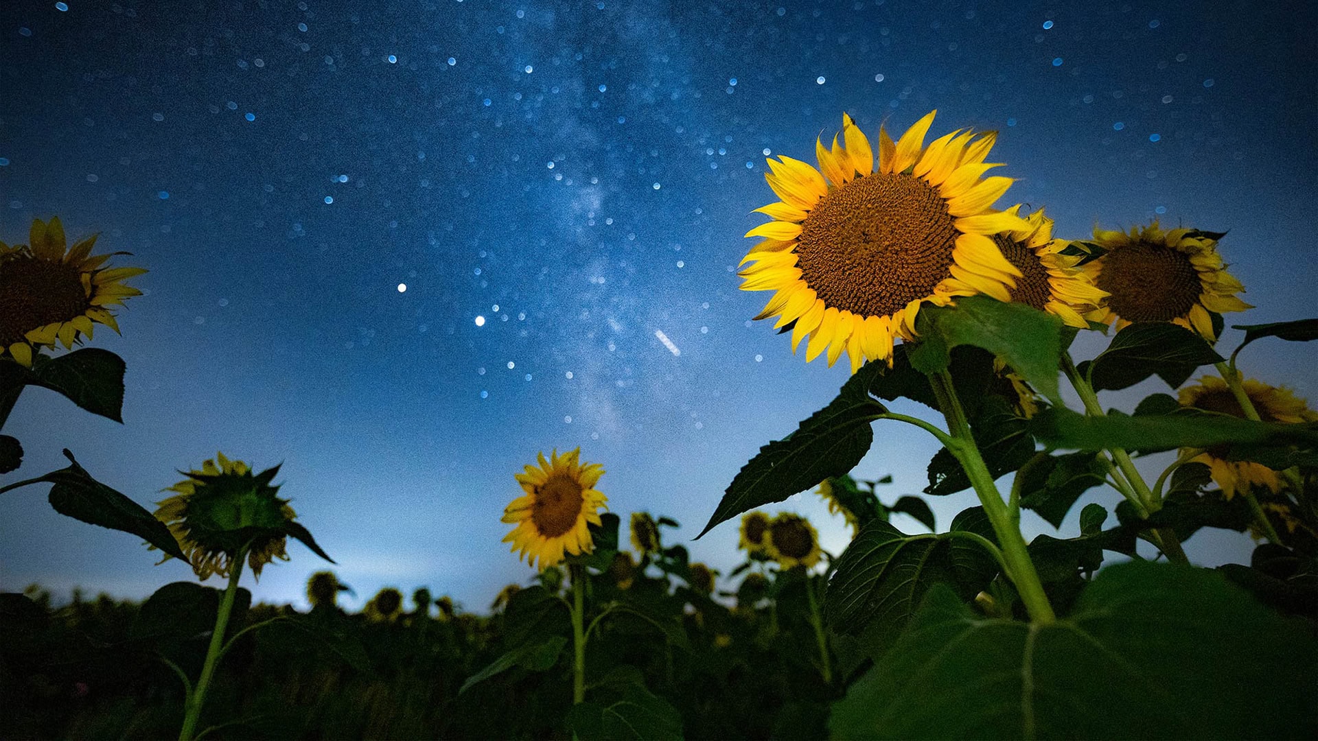 Champ de tournesols dans le Nord-Est du Kansas; Crédit : Kansas Tourism