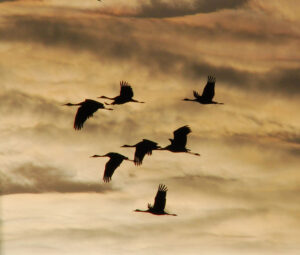 Sandhill cranes migrating across the plains near Grand Island, Nebraska