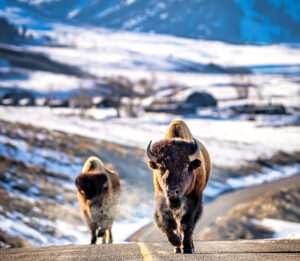 Bison d'Amérique sur une route dans la vallée de Lamar à Yellowstone National Park; Crédit photo : Kevin Noble