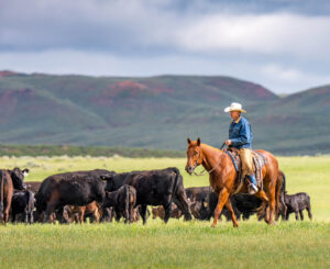 Wrangling cattle in the Bighorn Mountains near Buffalo, Wyoming; Credit: Chad Coppess